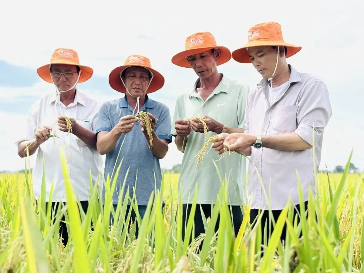 Chuyển giao giống lúa Hưng Long 555 cho nông dân Bắc sông Hậu