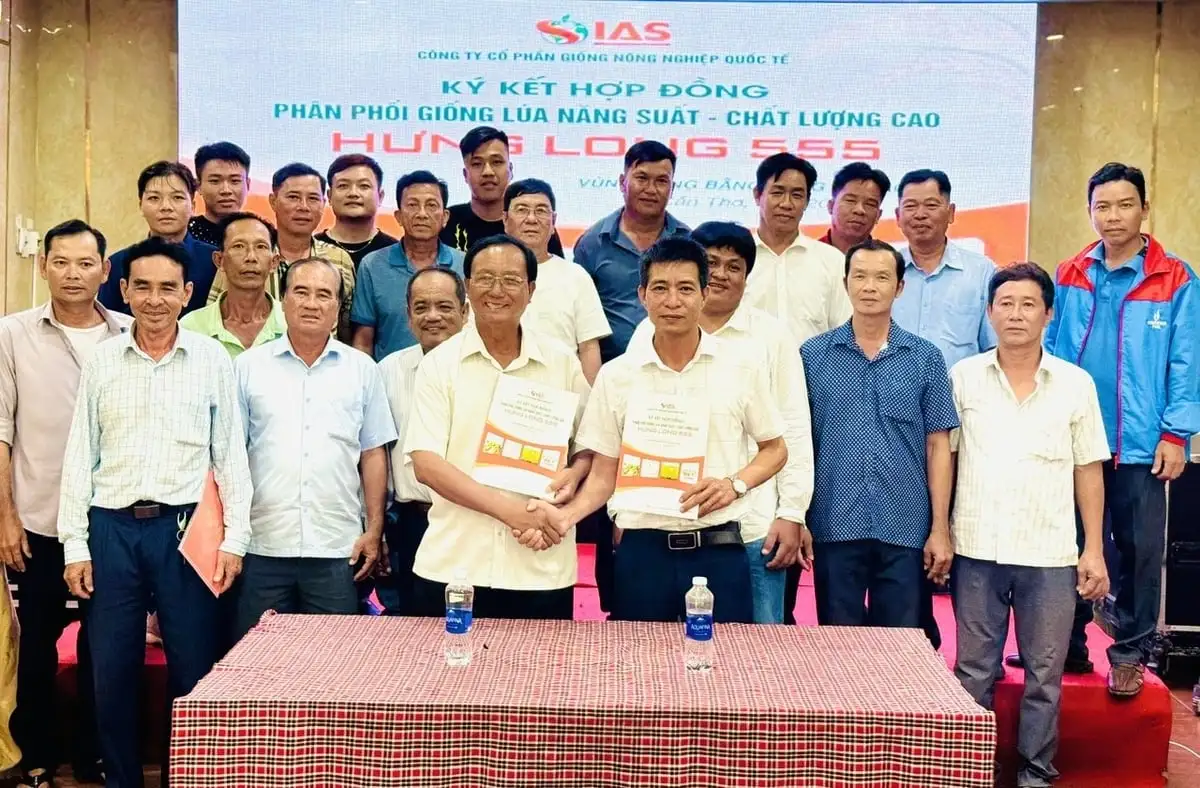 Chuyển giao giống lúa Hưng Long 555 cho nông dân Bắc sông Hậu