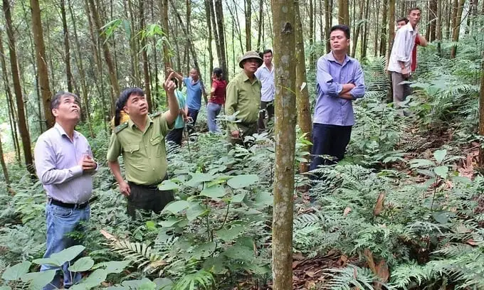 Chuyển tư duy quản lý sang phục vụ qua mã số rừng trồng