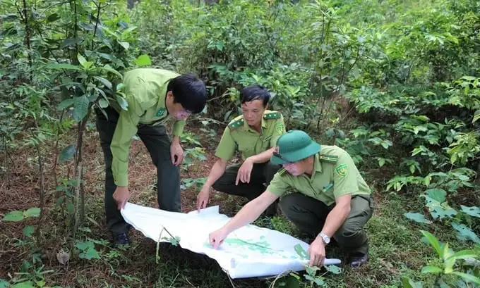 Chuyển tư duy quản lý sang phục vụ qua mã số rừng trồng