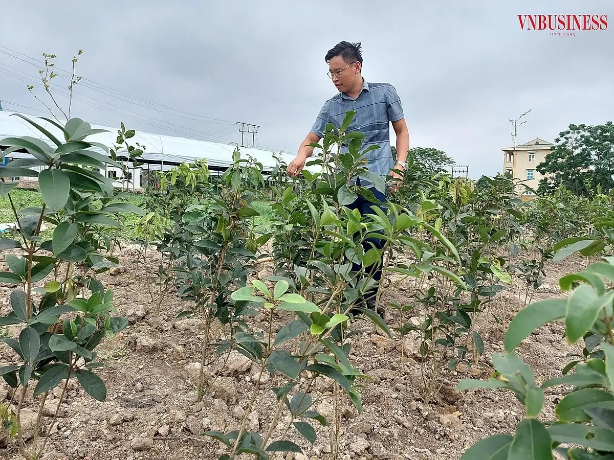 Chuyện về những HTX nông nghiệp xanh, bền vững &#8216;góp sức&#8217; đưa Hải Phòng về đích nông thôn mới