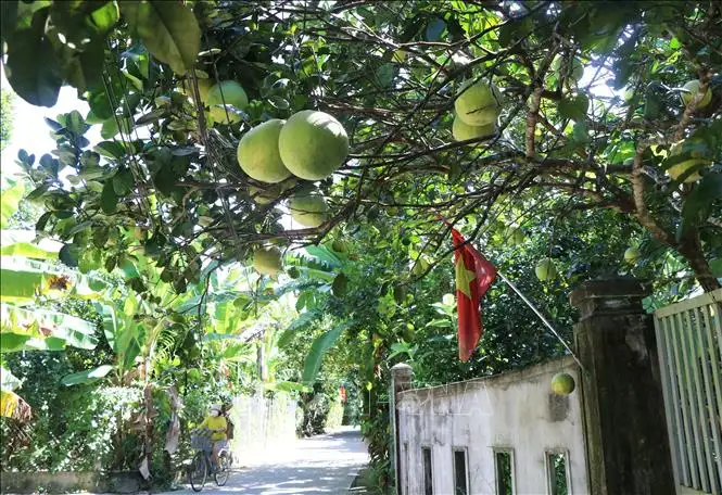 Đặc sản bưởi thanh trà được mùa, được giá