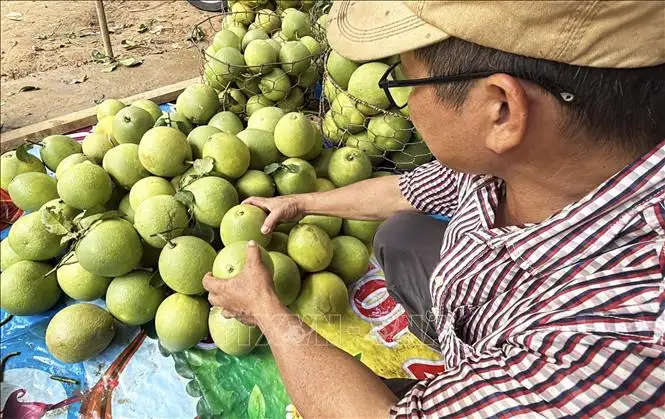 Đặc sản bưởi thanh trà được mùa, được giá