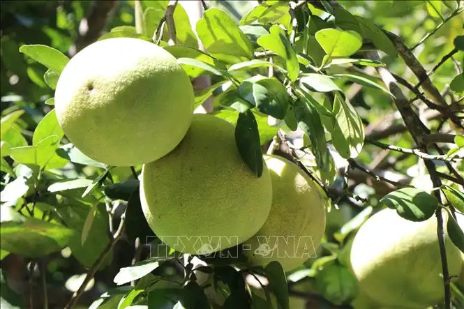 Đặc sản bưởi thanh trà được mùa, được giá