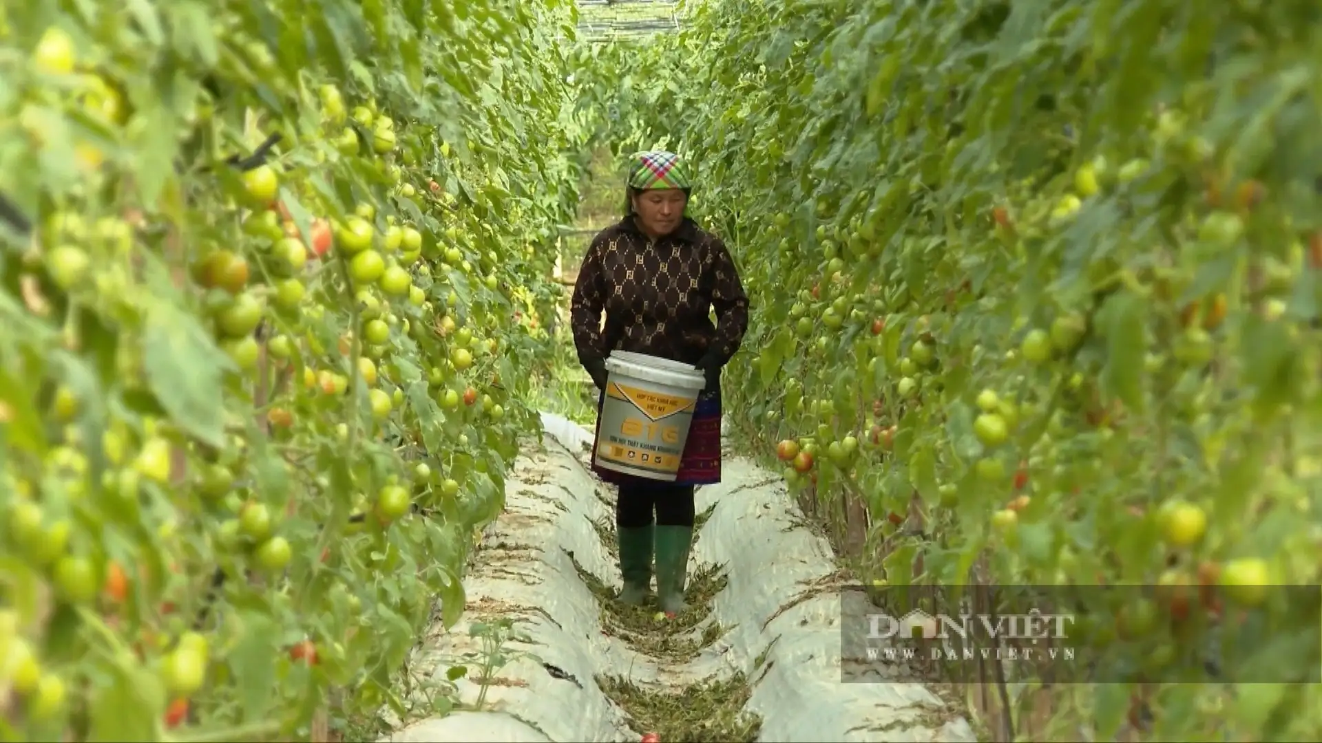Đây là cách trồng hoa, trồng rau, trồng quả kiểu mới, giúp nông dân Lào Cai cầm nhiều tiền hơn