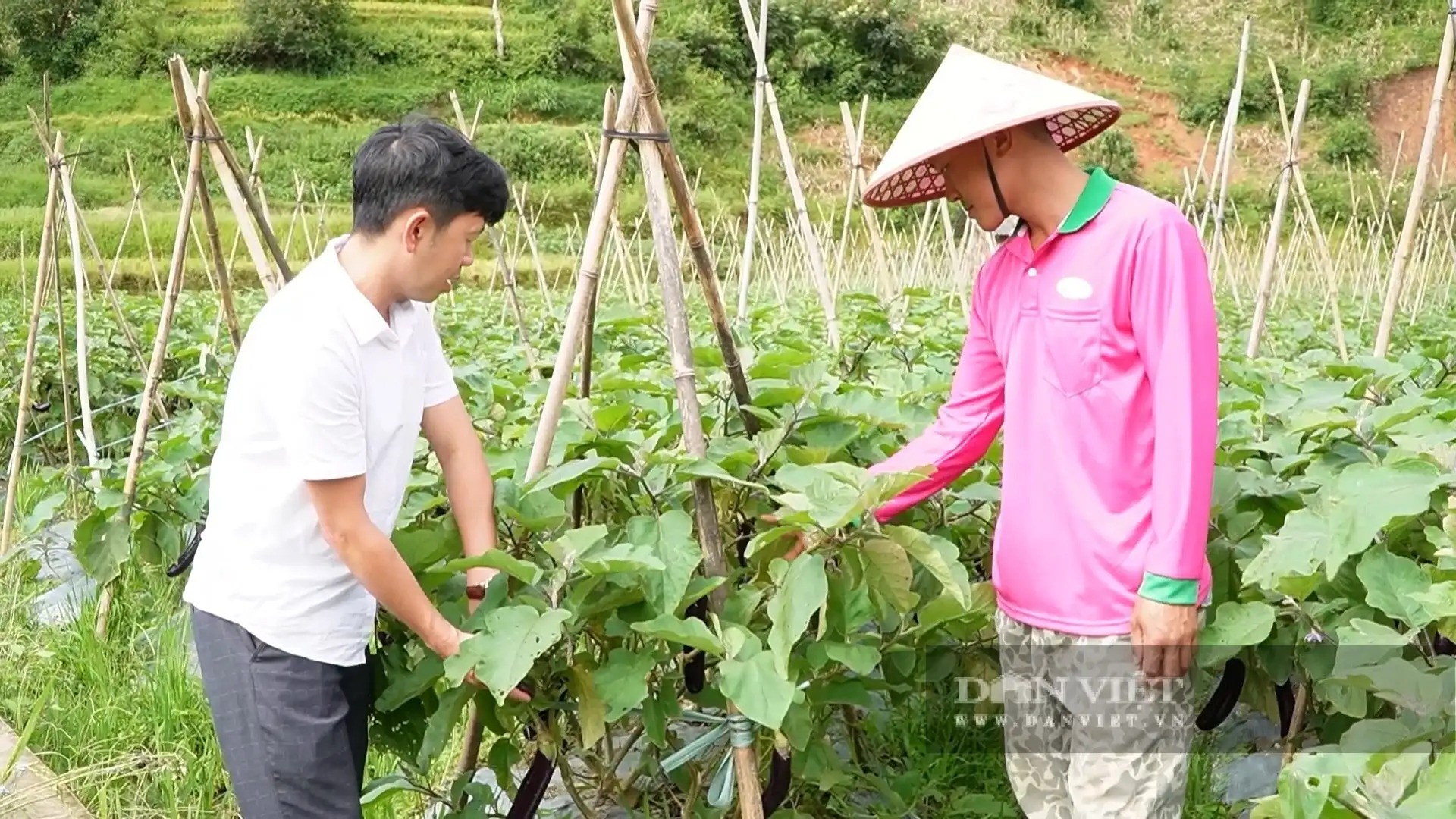 Đây là cách trồng hoa, trồng rau, trồng quả kiểu mới, giúp nông dân Lào Cai cầm nhiều tiền hơn