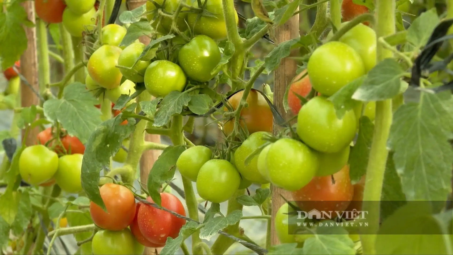 Đây là cách trồng hoa, trồng rau, trồng quả kiểu mới, giúp nông dân Lào Cai cầm nhiều tiền hơn