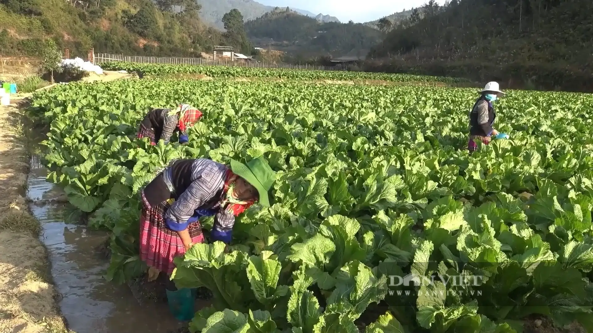 Đây là cách trồng hoa, trồng rau, trồng quả kiểu mới, giúp nông dân Lào Cai cầm nhiều tiền hơn