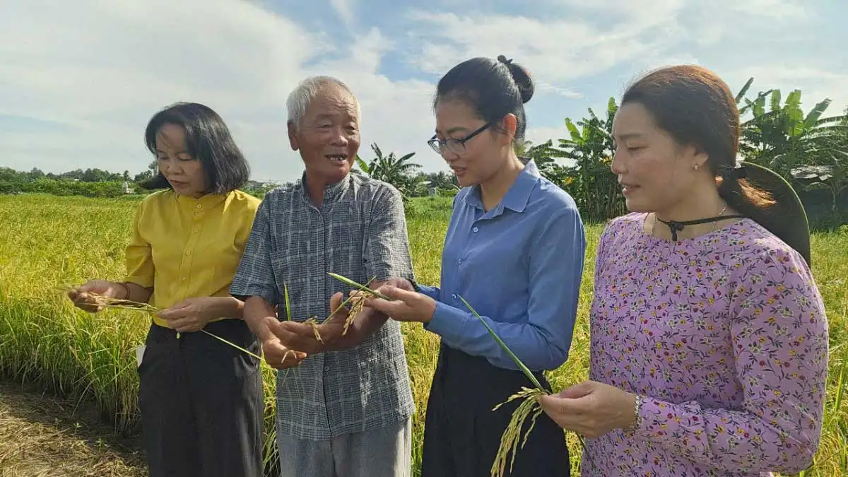 Đây là giống lúa đang hot, trồng hữu cơ khiến nông dân xã mới của TPHCM trúng đậm