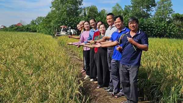 Đây là giống lúa đang hot, trồng hữu cơ khiến nông dân xã mới của TPHCM trúng đậm