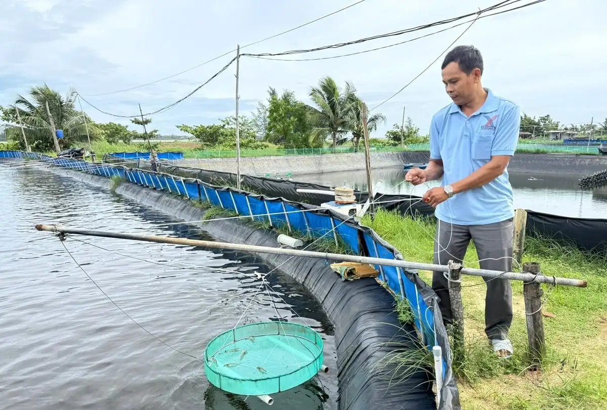 Dịch bệnh liên tiếp tấn công, người nuôi tôm thiệt hại nặng nề