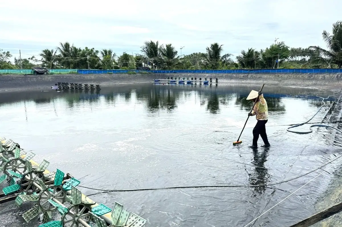 Dịch bệnh liên tiếp tấn công, người nuôi tôm thiệt hại nặng nề