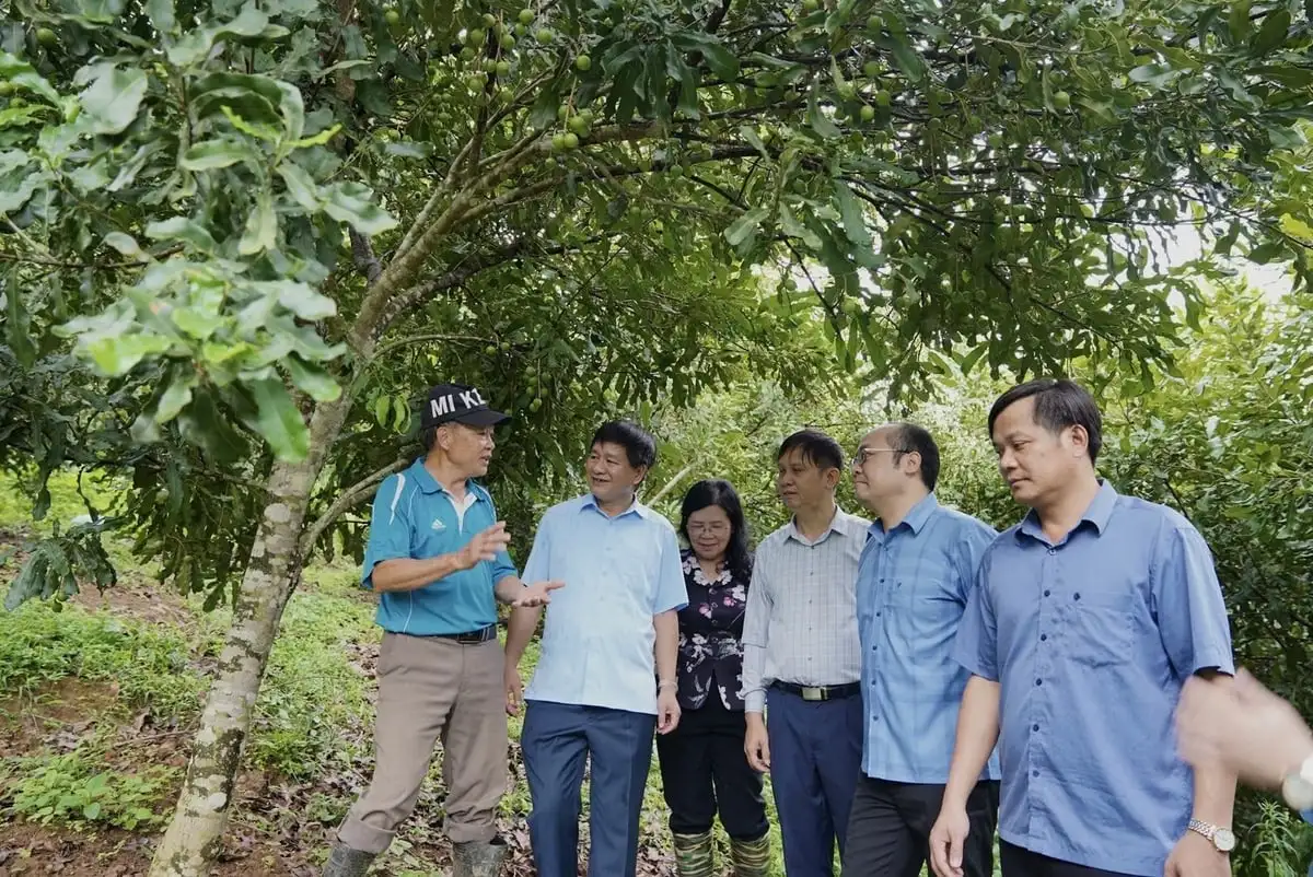 Điện Biên ưu tiên phát triển cây ăn quả, cây công nghiệp bền vững