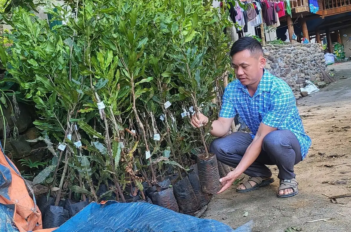Điện Biên ưu tiên phát triển cây ăn quả, cây công nghiệp bền vững