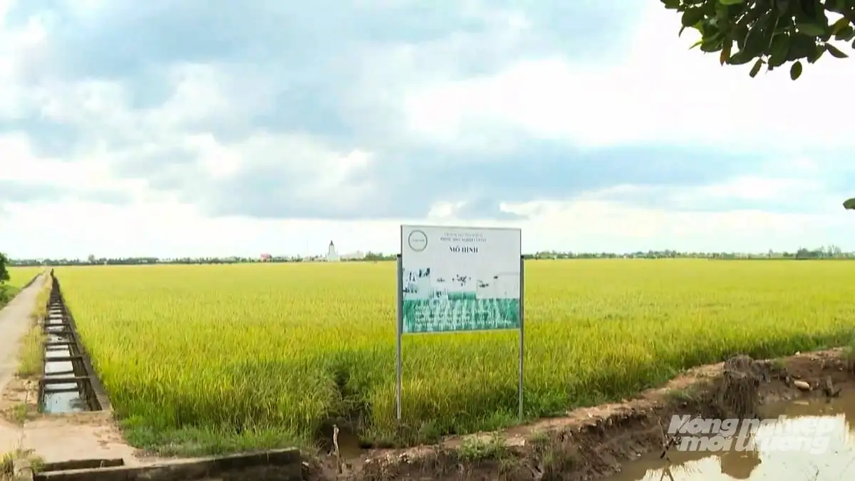 Đồng Tháp phát triển lúa gạo SRP, mở rộng thị trường xuất khẩu sang châu Âu