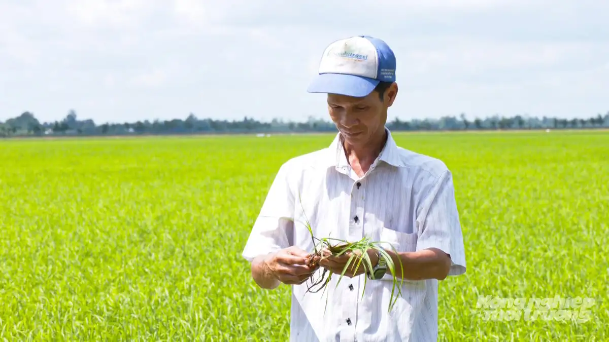 Đồng Tháp phát triển lúa gạo SRP, mở rộng thị trường xuất khẩu sang châu Âu