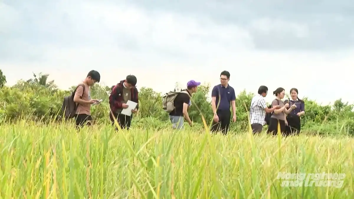 Đồng Tháp phát triển lúa gạo SRP, mở rộng thị trường xuất khẩu sang châu Âu
