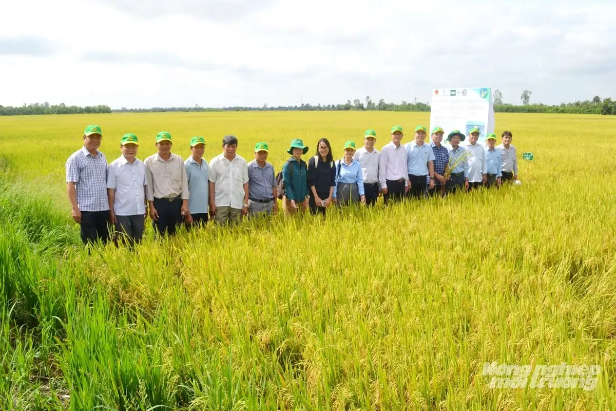 Đồng Tháp tăng tốc về đích 75.000 ha lúa chất lượng cao, phát thải thấp