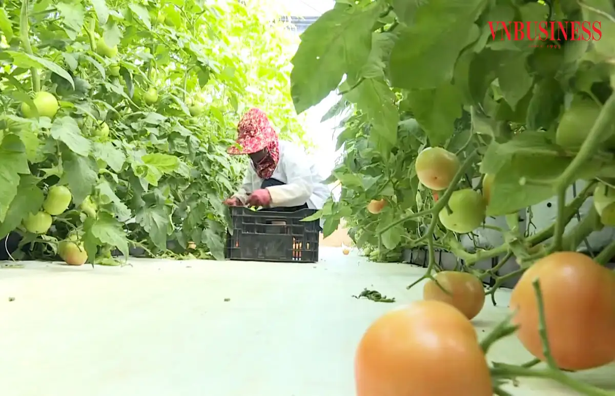 Đưa nông sản đi khắp châu Âu rồi sang Mỹ, nông dân Lâm Đồng vươn lên xây dựng nông thôn mới giàu đẹp