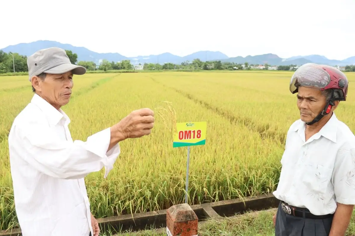 ‘Gạo xanh’ từ đồng lúa hữu cơ