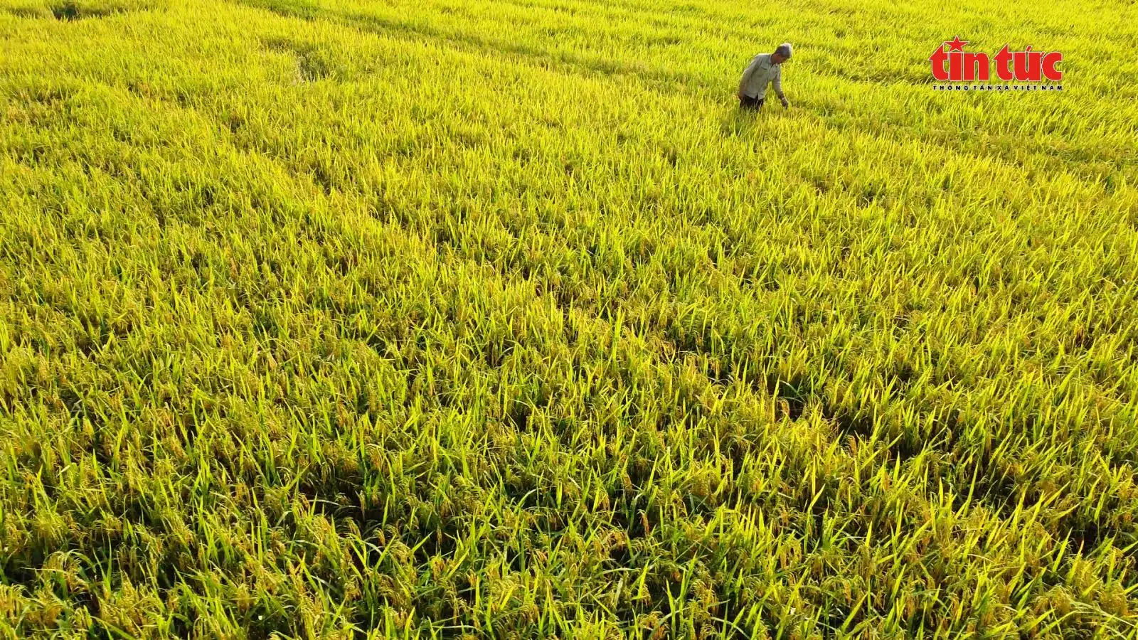 Giá lúa Hè Thu tại Đồng bằng sông Cửu Long giảm mạnh