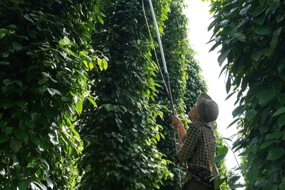 Giải pháp kỹ thuật sản xuất hồ tiêu bền vững