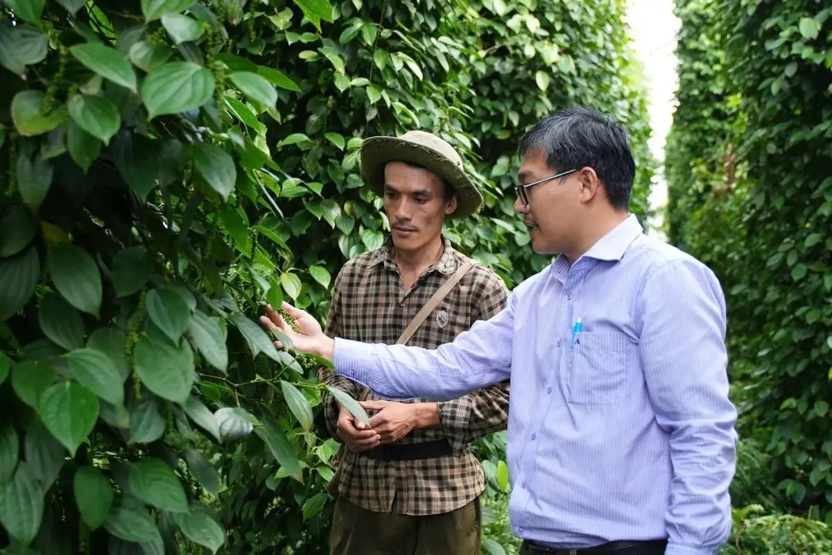 Giải pháp kỹ thuật sản xuất hồ tiêu bền vững