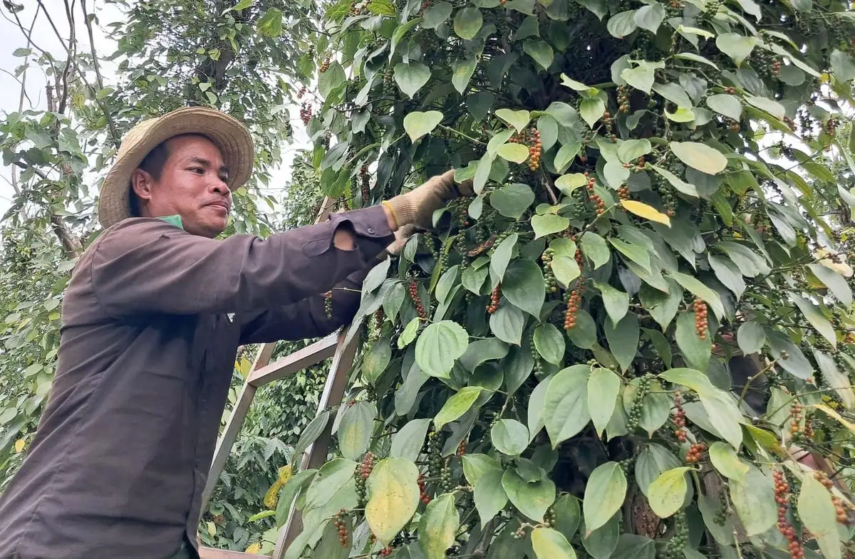 Giải pháp kỹ thuật sản xuất hồ tiêu bền vững
