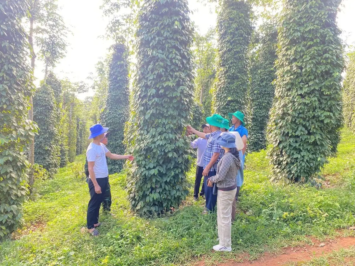 Giải pháp kỹ thuật sản xuất hồ tiêu bền vững