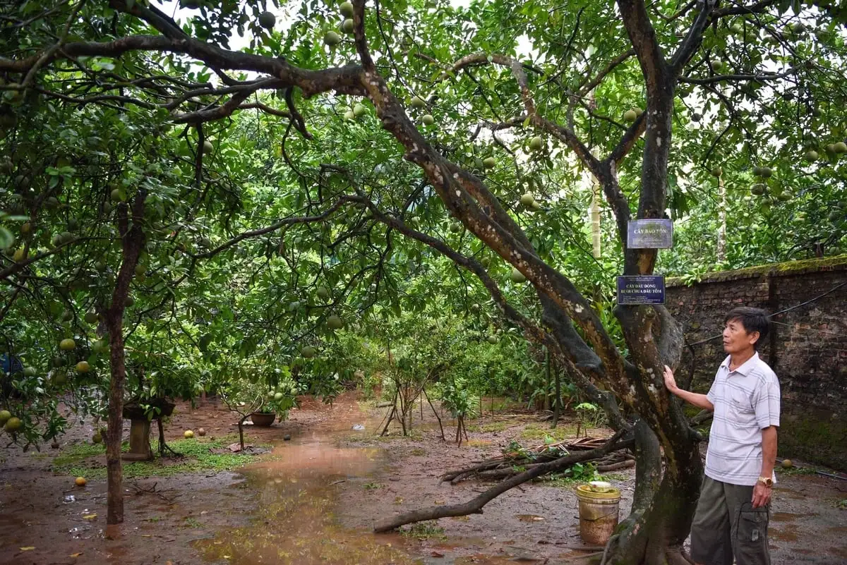 Giống bưởi chua ở đầu tôm, ngọt cuối tôm