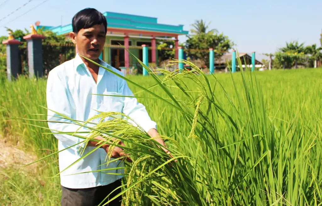 Giống lúa mùa lạ lùng, cây cao kều, tại sao “lúa trời” này trổ bông không tính ngày tháng, làm ra gạo đặc sản Long An?