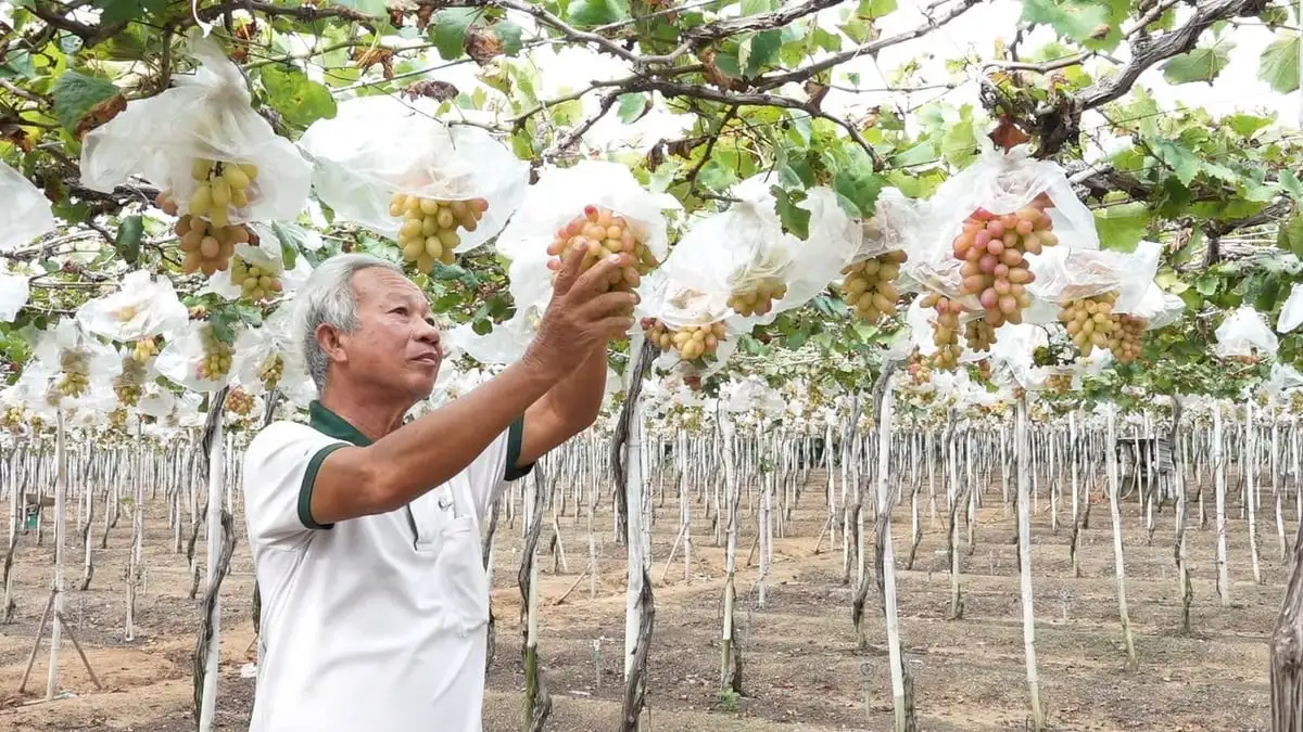 Giúp nông dân ‘hái tiền’ từ cây nho