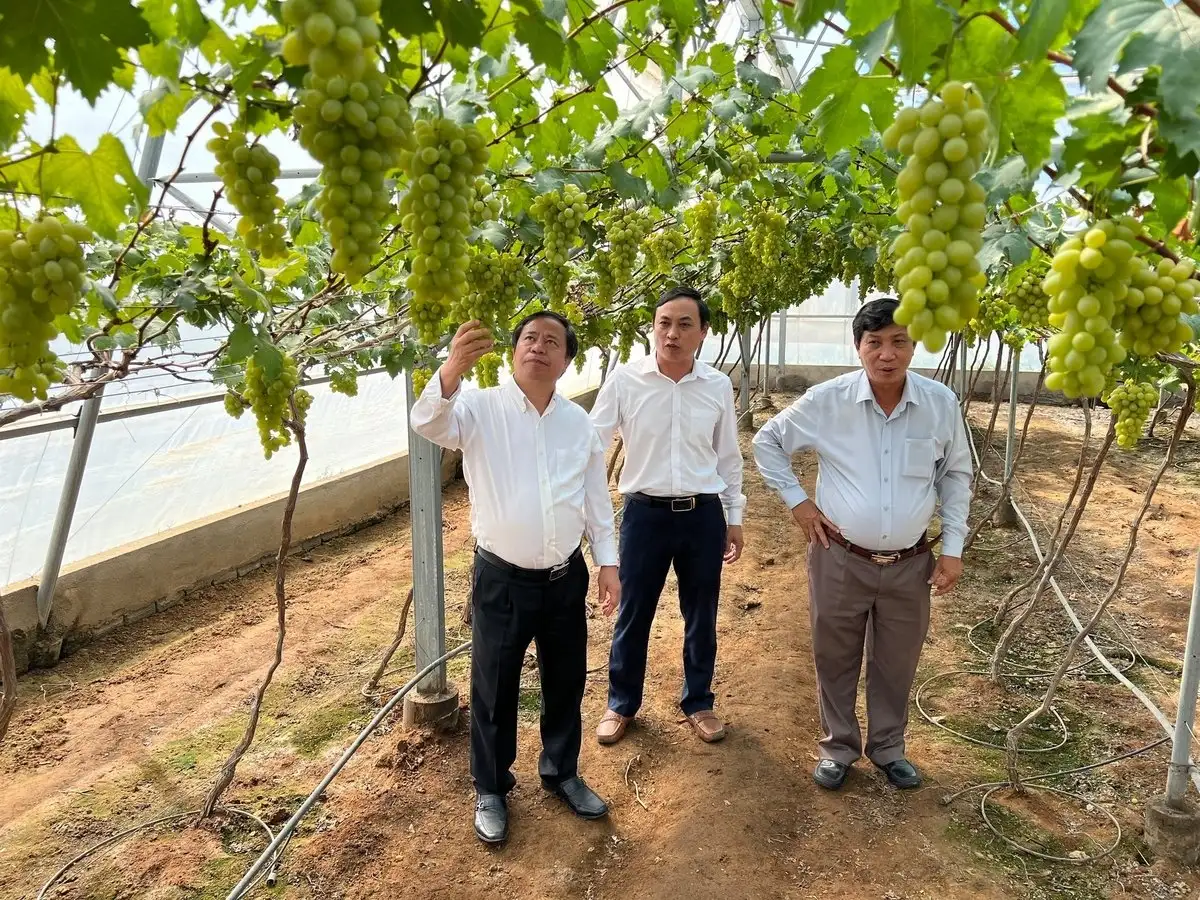 Giúp nông dân ‘hái tiền’ từ cây nho