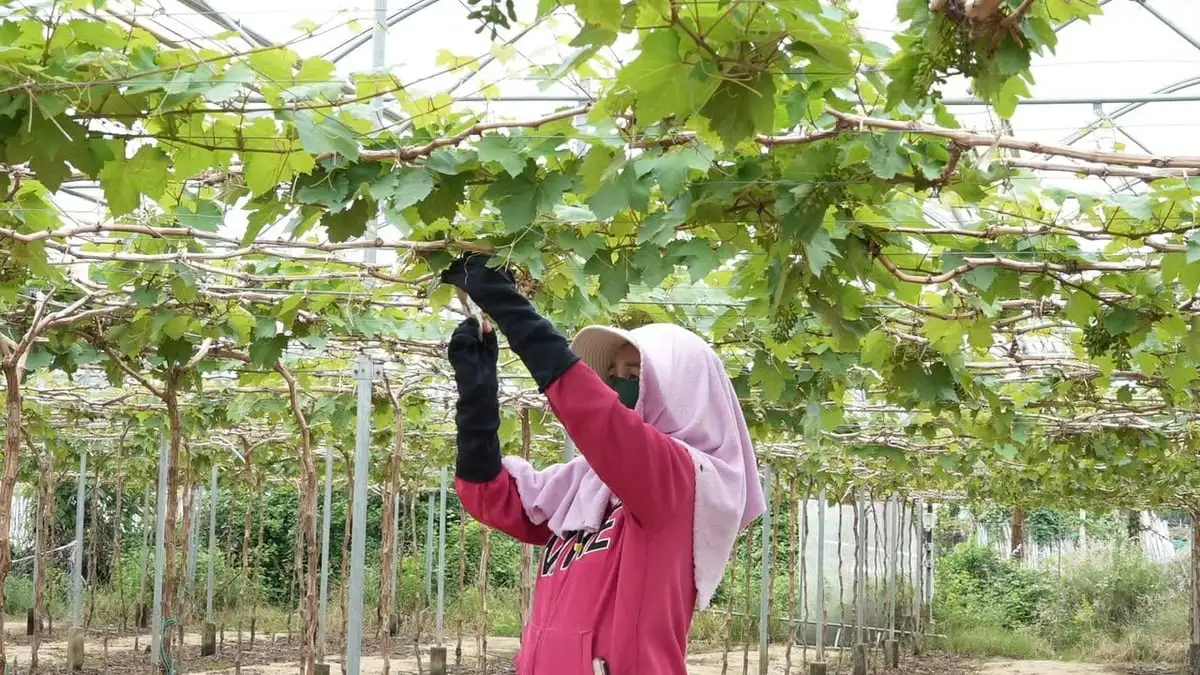 Giúp nông dân ‘hái tiền’ từ cây nho