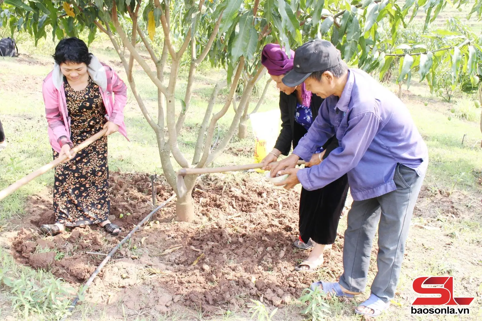 Hiệu quả mô hình “Nông dân dạy nông dân”