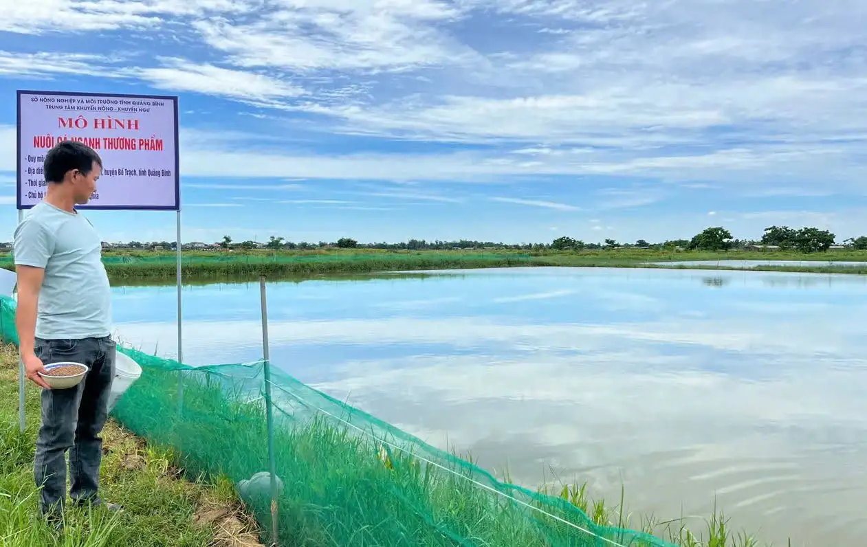 Hướng đi mới từ nuôi cá ngạnh của nông dân Quảng Trị
