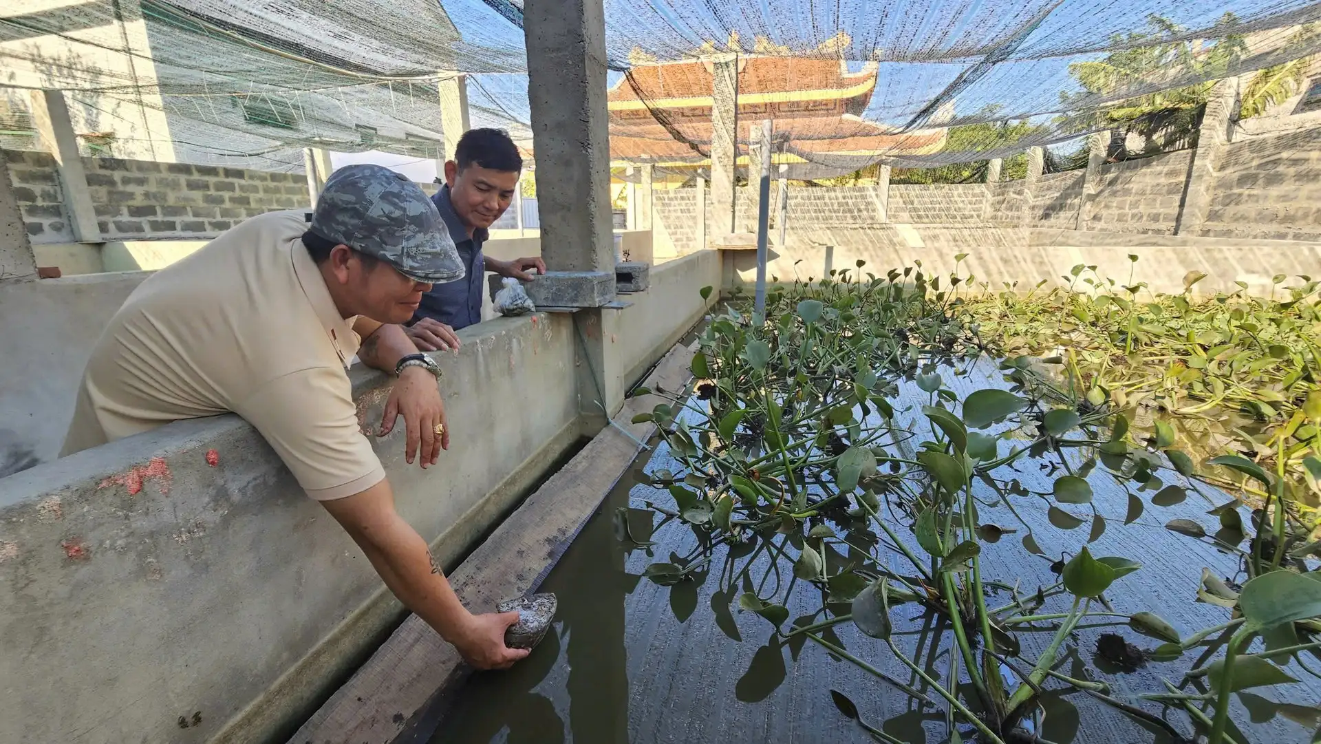 Khởi nghiệp từ nuôi ba ba