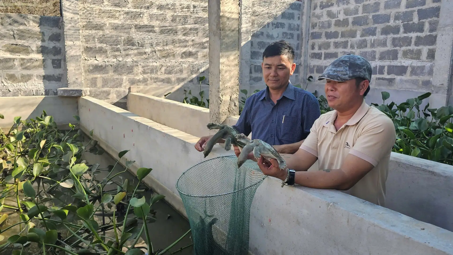 Khởi nghiệp từ nuôi ba ba