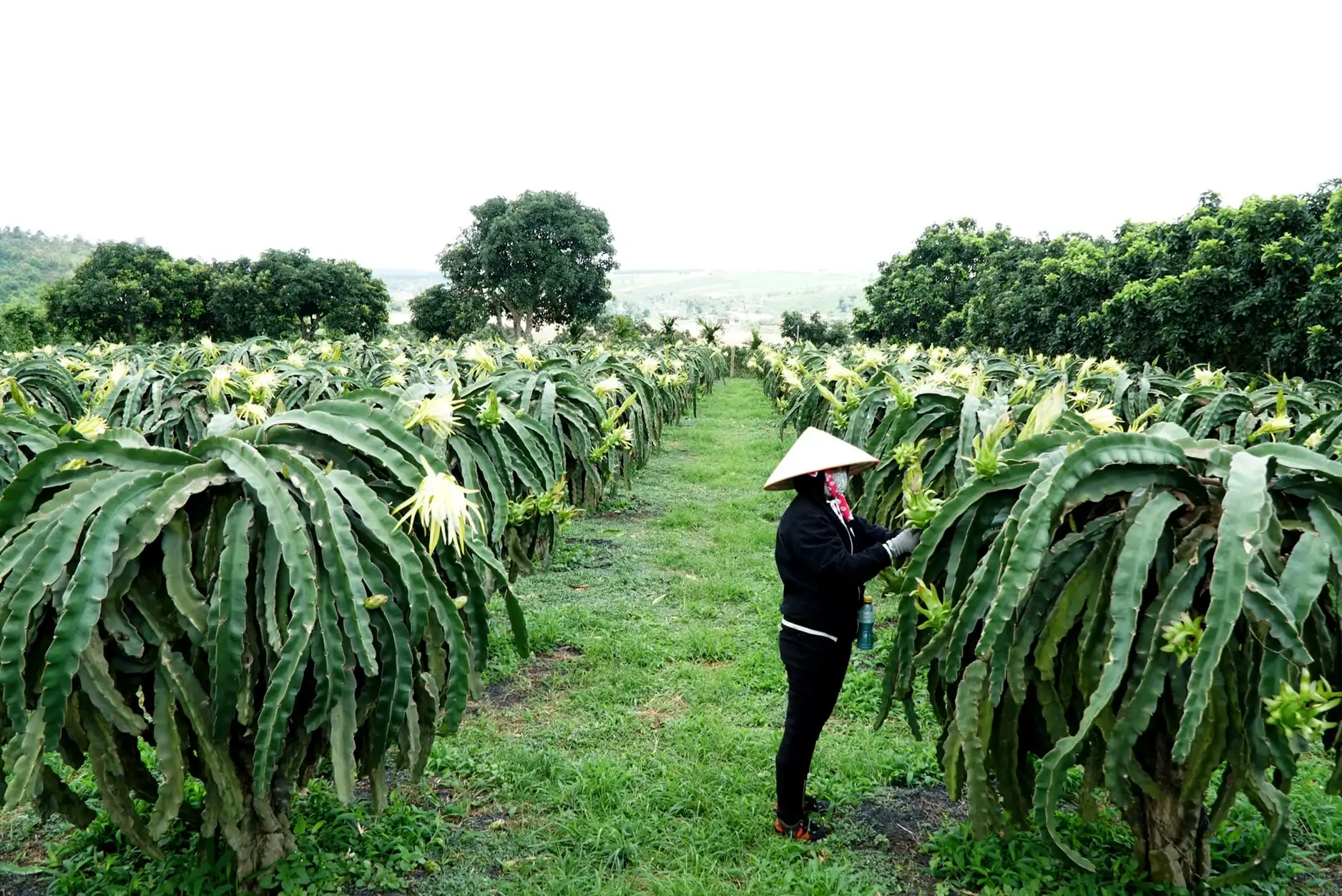 Khởi sắc nông thôn mới ở Lâm Ðồng