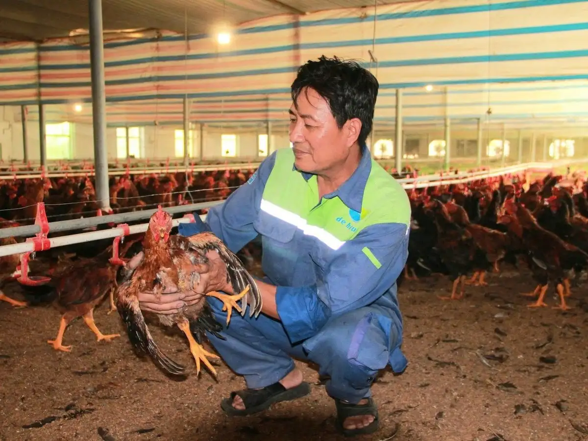 Kinh tế bền vững nhờ nuôi gà lai chọi