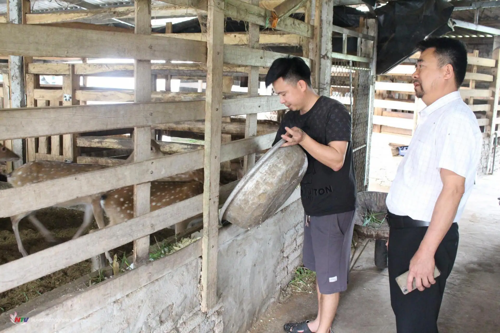 Kinh tế sạch từ thảo dược: Hướng đi bền vững của nông dân Quỳnh Lưu