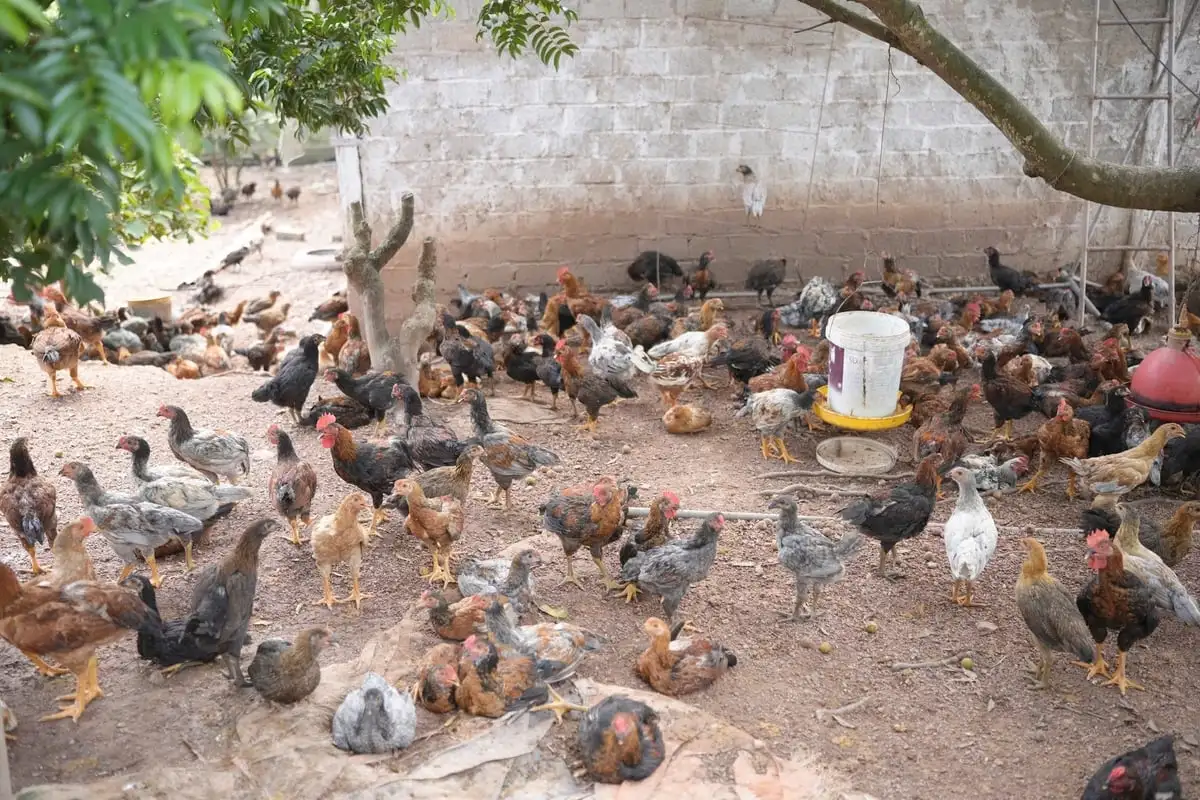 Kỳ vọng thương hiệu gà núi Hương Sơn