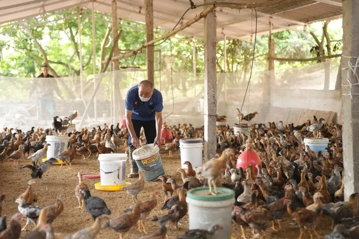 Kỳ vọng thương hiệu gà núi Hương Sơn