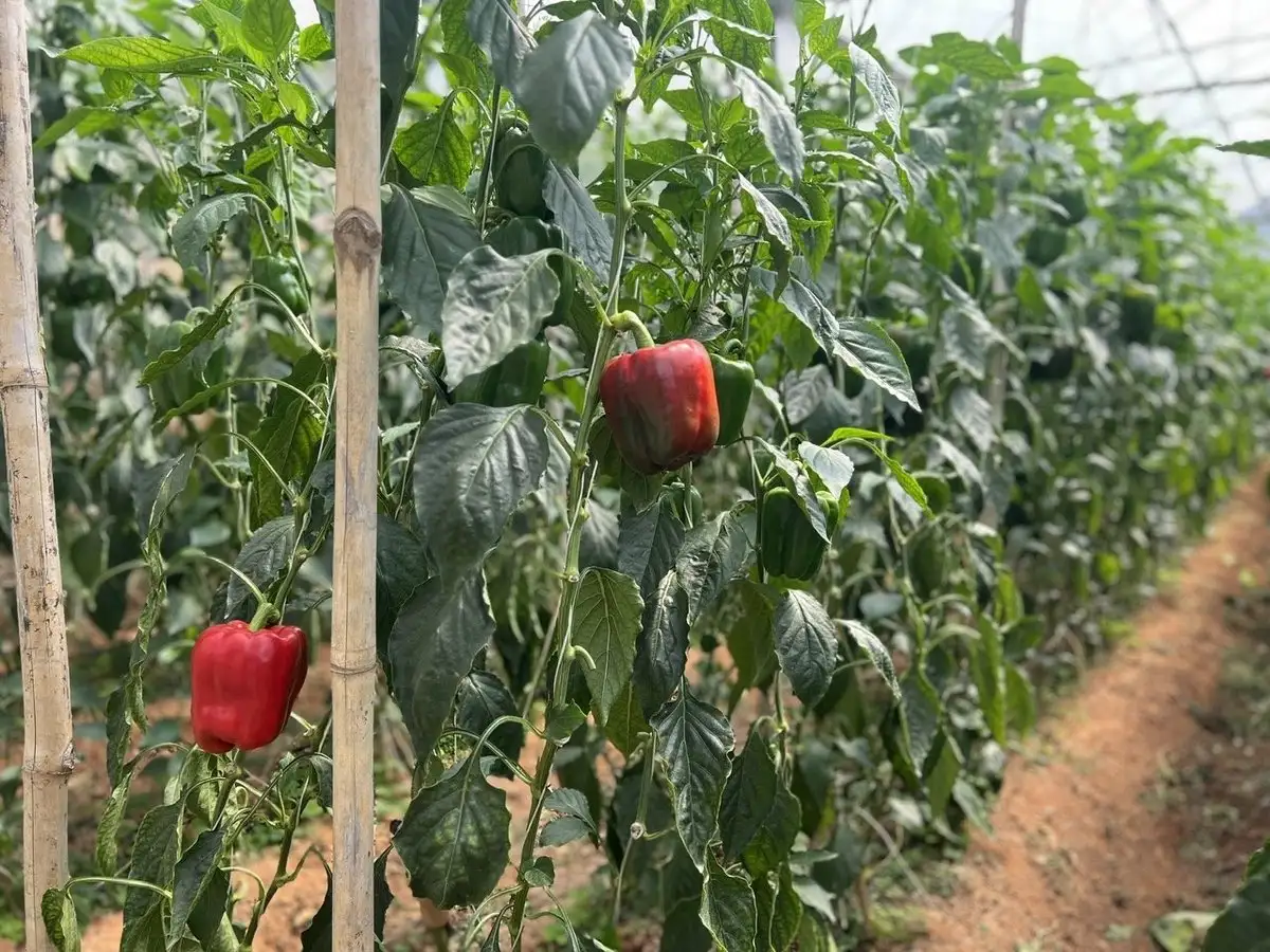 Lâm Đồng chuyển đổi cây trồng hơn 13 ngàn ha trong vụ hè thu