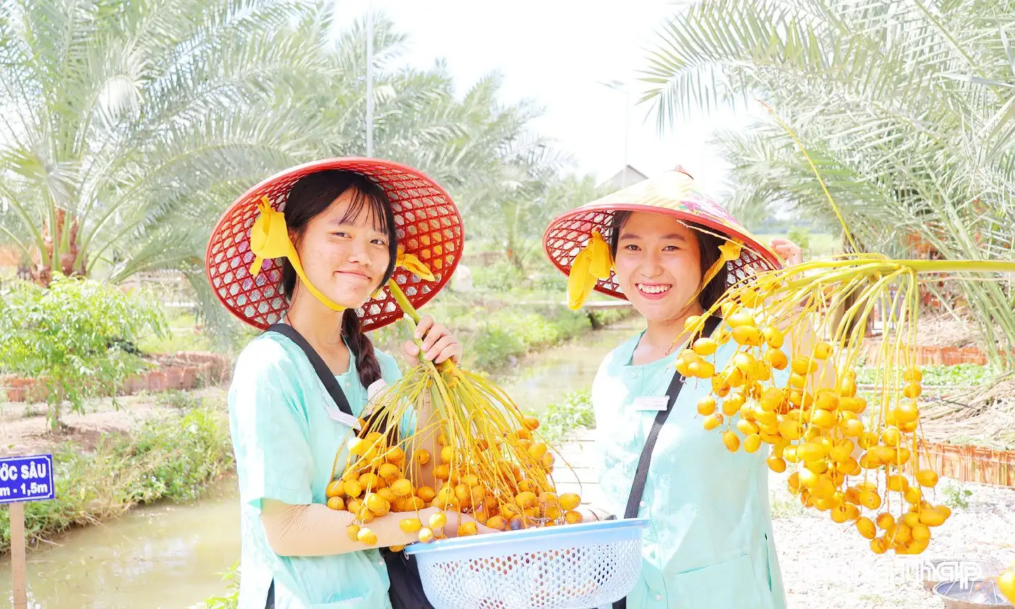 Làm ruộng kiểu lạ ở Đồng Tháp, nuôi cá đồng trồng lúa mùa nổi, vườn cây lạ ra trĩu quả vàng cản chả kịp