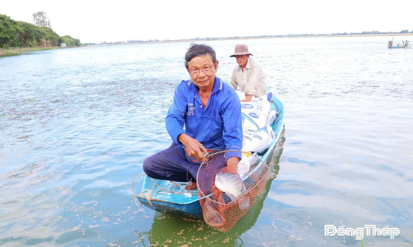 Làm ruộng kiểu lạ ở Đồng Tháp, nuôi cá đồng trồng lúa mùa nổi, vườn cây lạ ra trĩu quả vàng cản chả kịp