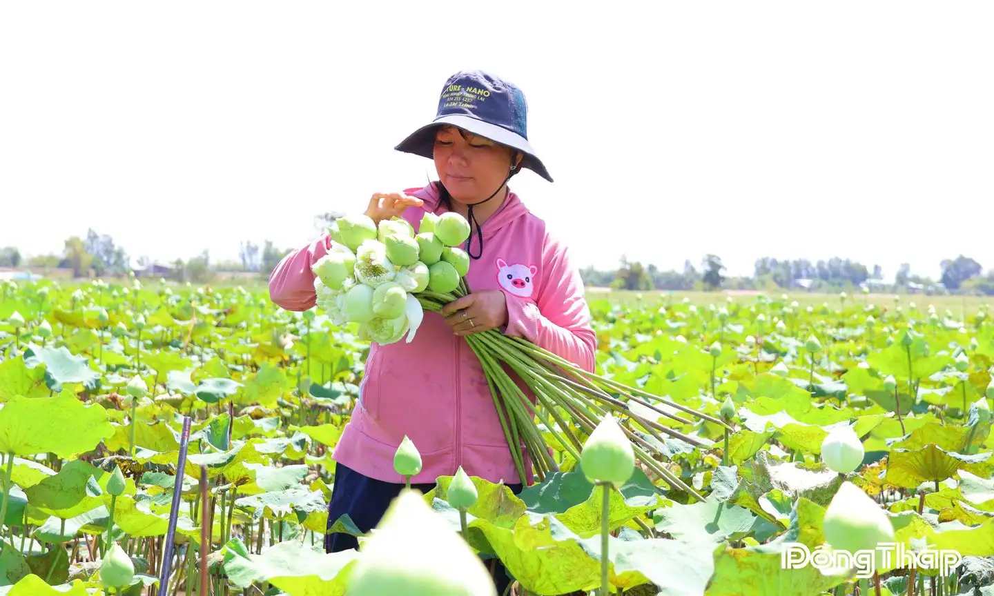 Làm ruộng kiểu lạ ở Đồng Tháp, nuôi cá đồng trồng lúa mùa nổi, vườn cây lạ ra trĩu quả vàng cản chả kịp