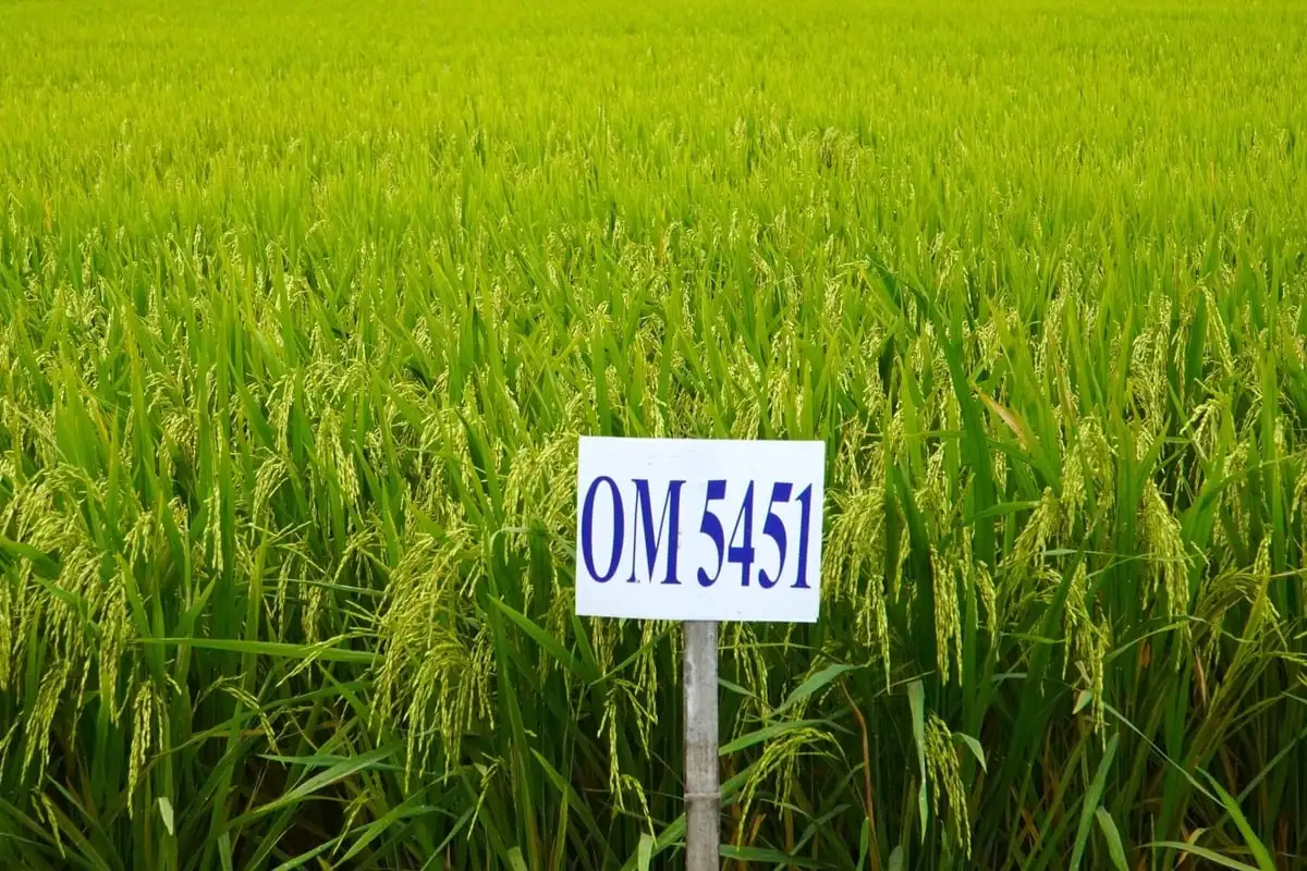Lần đầu tiên, thử nghiệm dùng AI kiểm tra chất lượng giống lúa