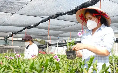 Loại hoa quý tộc này trồng thành công ở Long An, hoa nở cản chả kịp, bán hút hàng