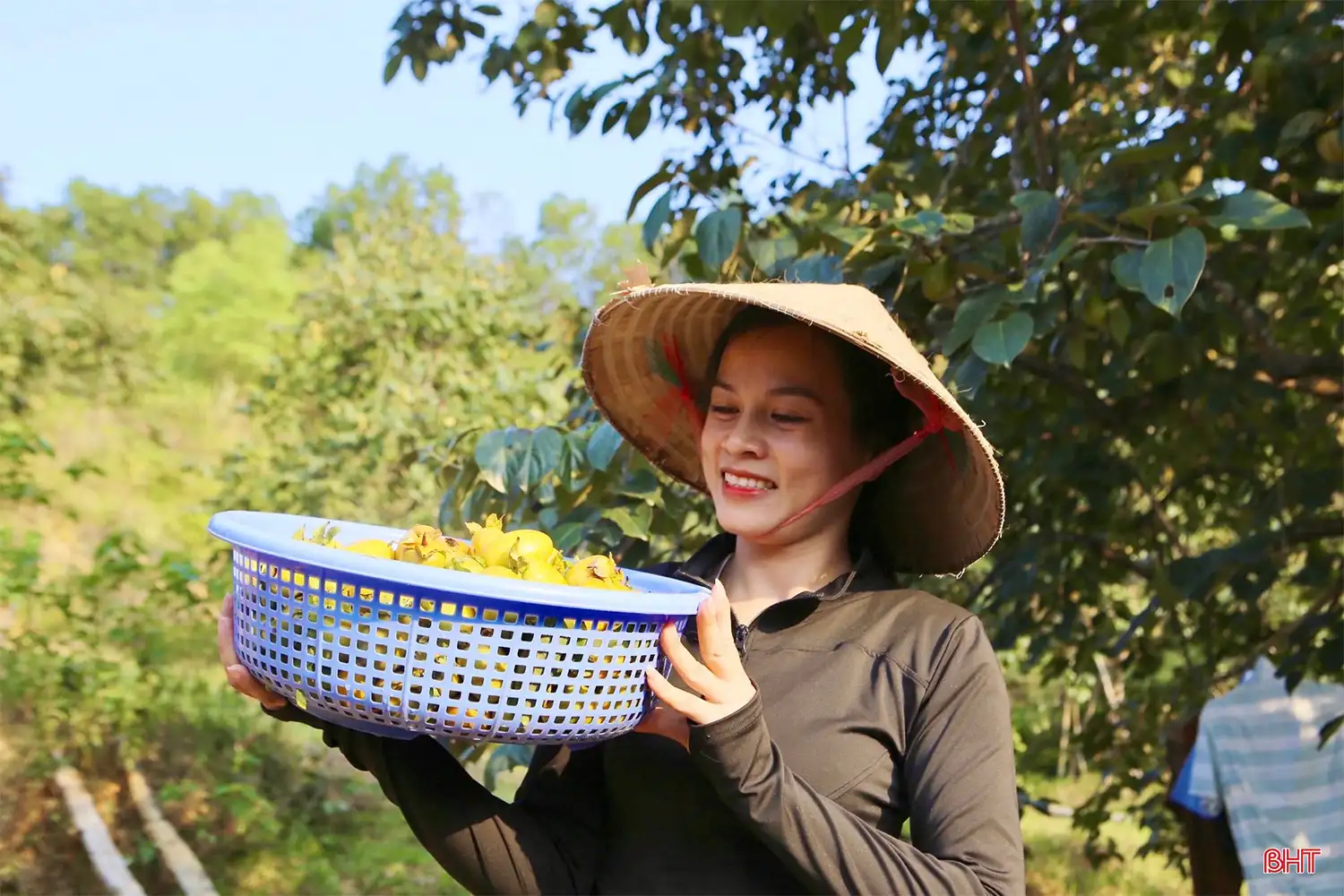Loại quả “đặc sản” đạt OCOP của Hà Tĩnh vào mùa thu hoạch